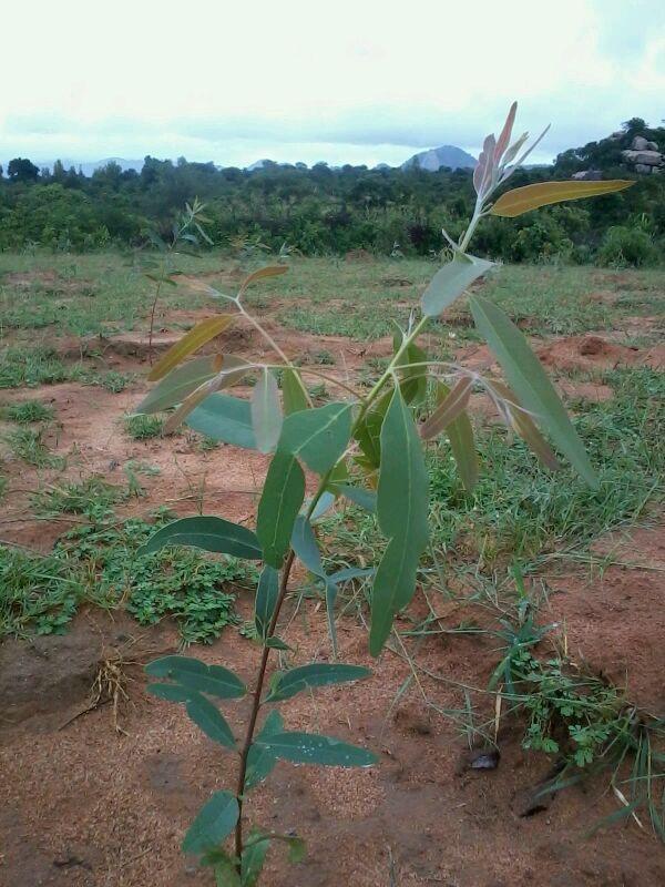 521690_10200451501832321_245633035_n