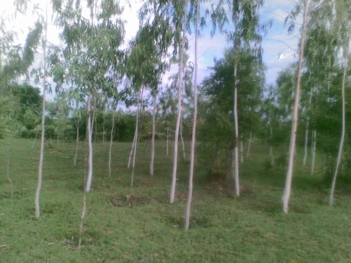 TREE PLANTING - GROWTH OF THE WOODLOTS