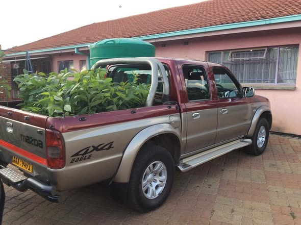 TREE PLANTING - FRUIT TREES FOR HOMESTEADS IN VILLAGE