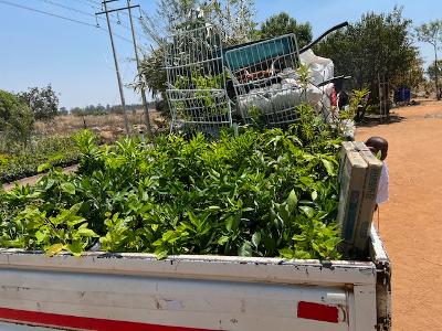 TREE PLANTING - OWN HOMESTEAD