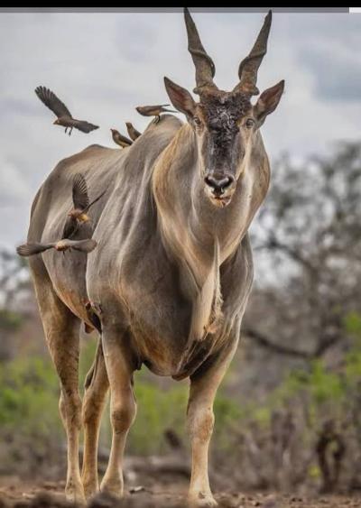 Our Totem - Mhofu yeMukono