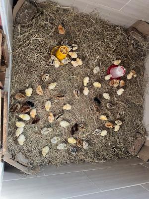 Mwatipedza Road Runner Chickens project