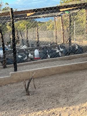 Community Development Projects